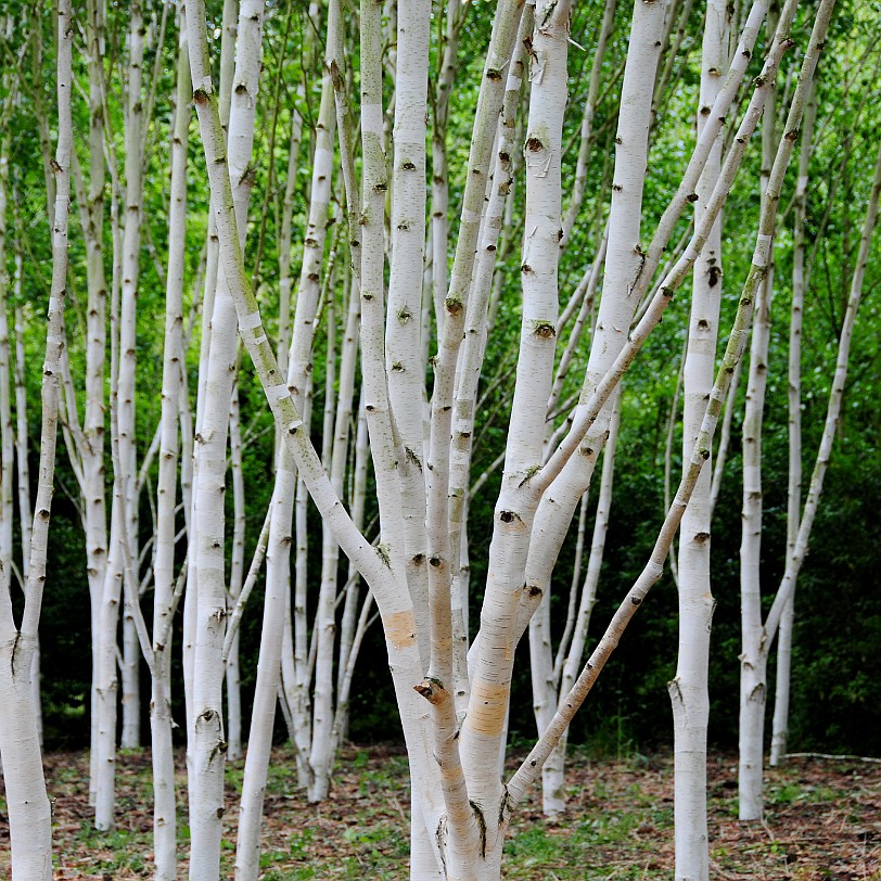 DSC_8075 A passion for tradition and style inspired one man to transform a run-down country house and desolate landscape. Step into his elegant home and discover the...