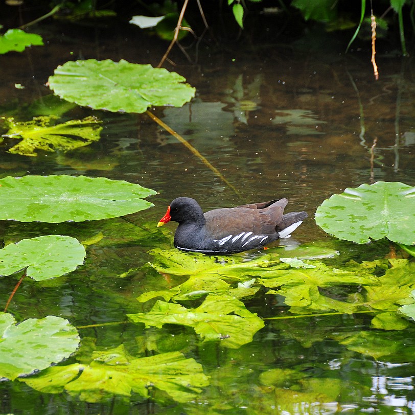 DSC_8087 Anglesey Abbey, Cambridge