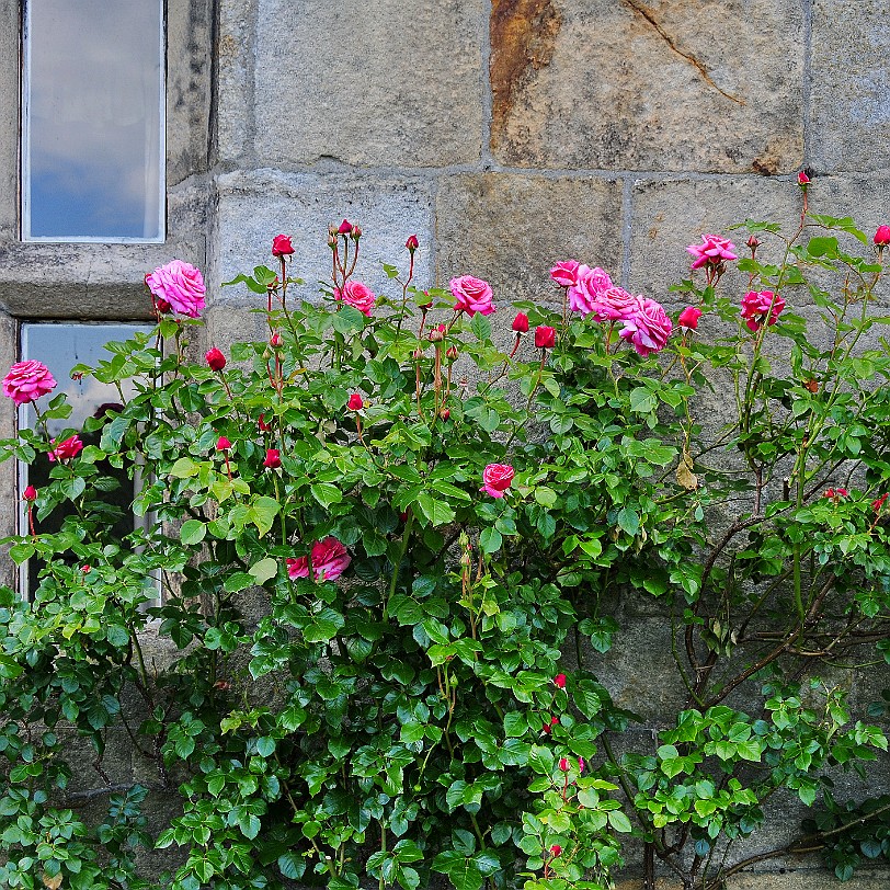 DSC_8554 Low Hill, Dacre, Bed and Breakfast