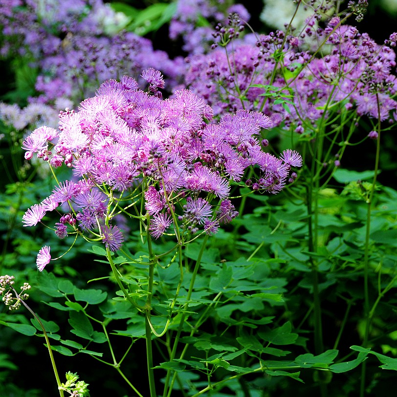 DSC_8941 Grange-over-Sands, Holker Hall, Cumbria