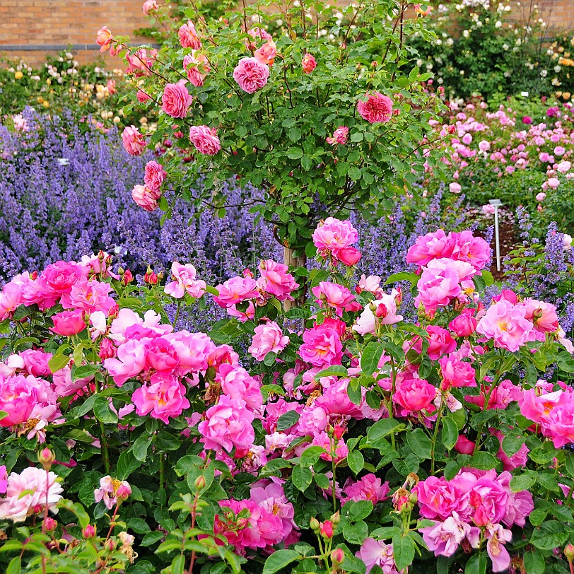 DSC_9441 Albrighton, David Austin Roses, Shropshire