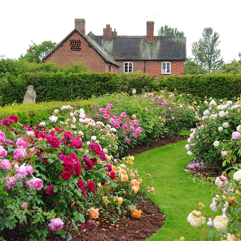 DSC_9442 Albrighton, David Austin Roses, Shropshire