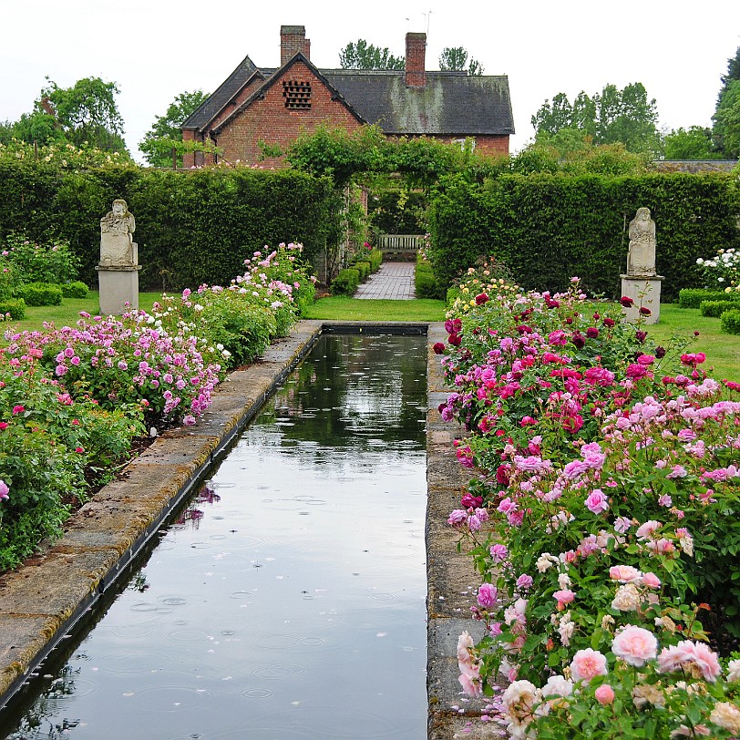 DSC_9444 Albrighton, David Austin Roses, Shropshire