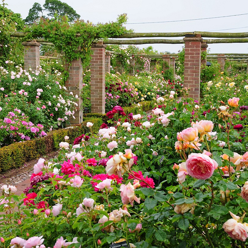 DSC_9458 Albrighton, David Austin Roses, Shropshire