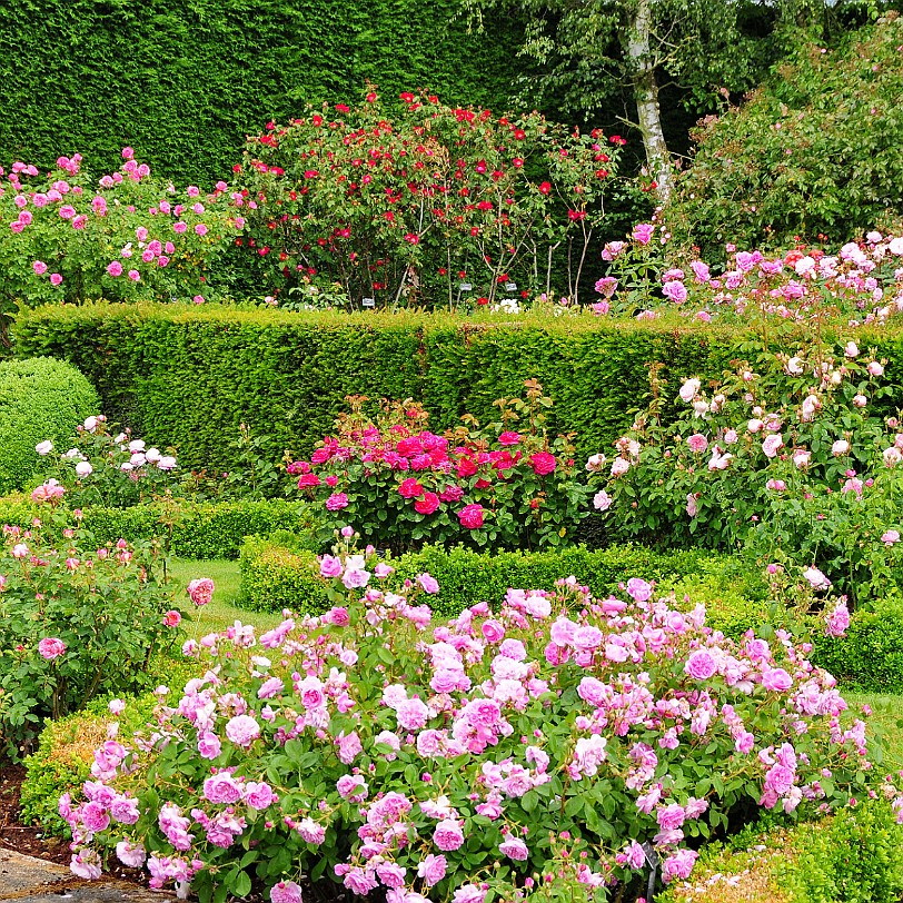 DSC_9478 Albrighton, David Austin Roses, Shropshire