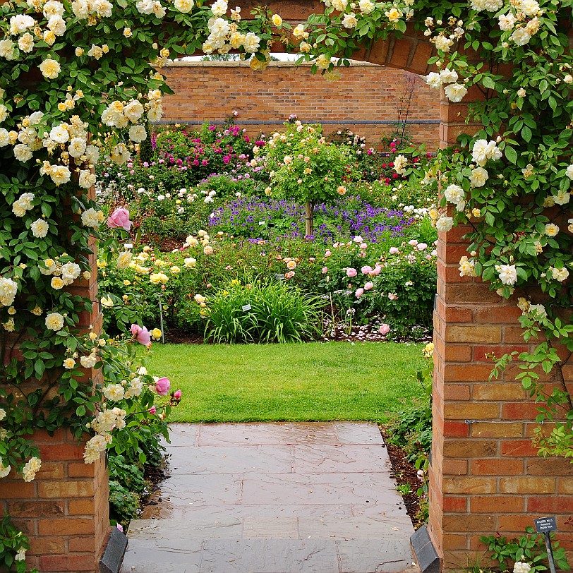 DSC_9482 Albrighton, David Austin Roses, Shropshire