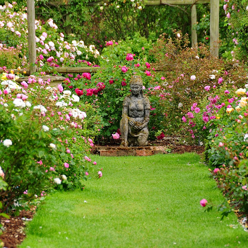 DSC_9486 Albrighton, David Austin Roses, Shropshire