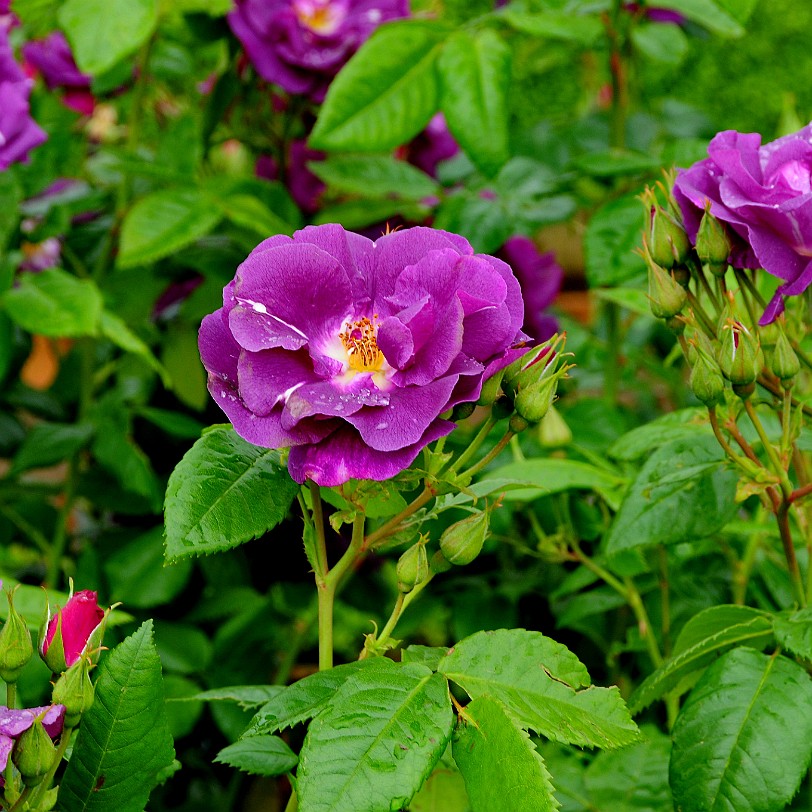 DSC_9492 Albrighton, David Austin Roses, Shropshire