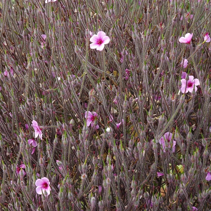 [D-0838] Bodelva, Cornwall, Großbritannien, Eden Project