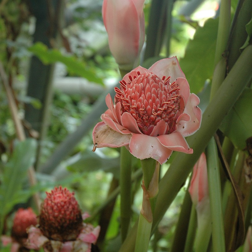 [D-0842] Bodelva, Cornwall, Großbritannien, Eden Project