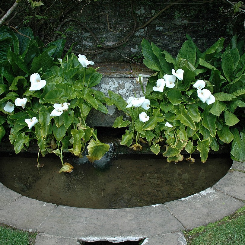 [D-0596] Kingswear, Coleton Fishacre, Devon, Großbritannien
