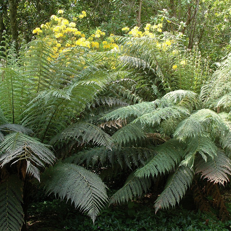 [D-0610] Kingswear, Coleton Fishacre, Devon, Großbritannien