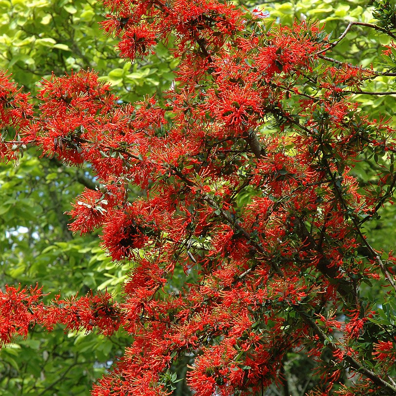 [D-0616] Kingswear, Coleton Fishacre, Devon, Großbritannien