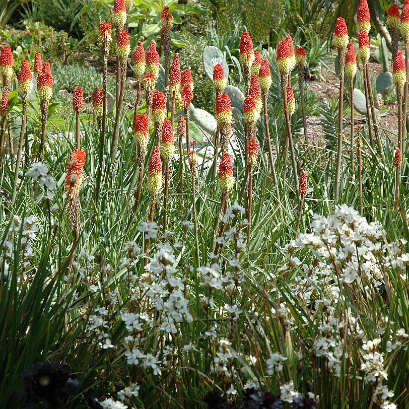 [D-0620] Kingswear, Coleton Fishacre, Devon, Großbritannien