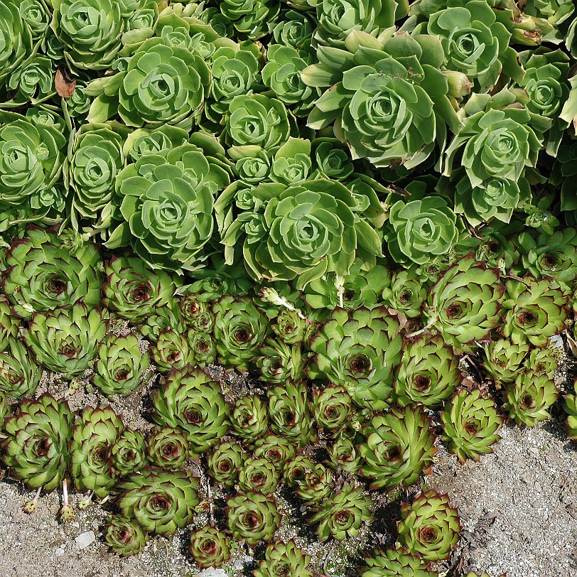 [D-0626] Kingswear, Coleton Fishacre, Devon, Großbritannien