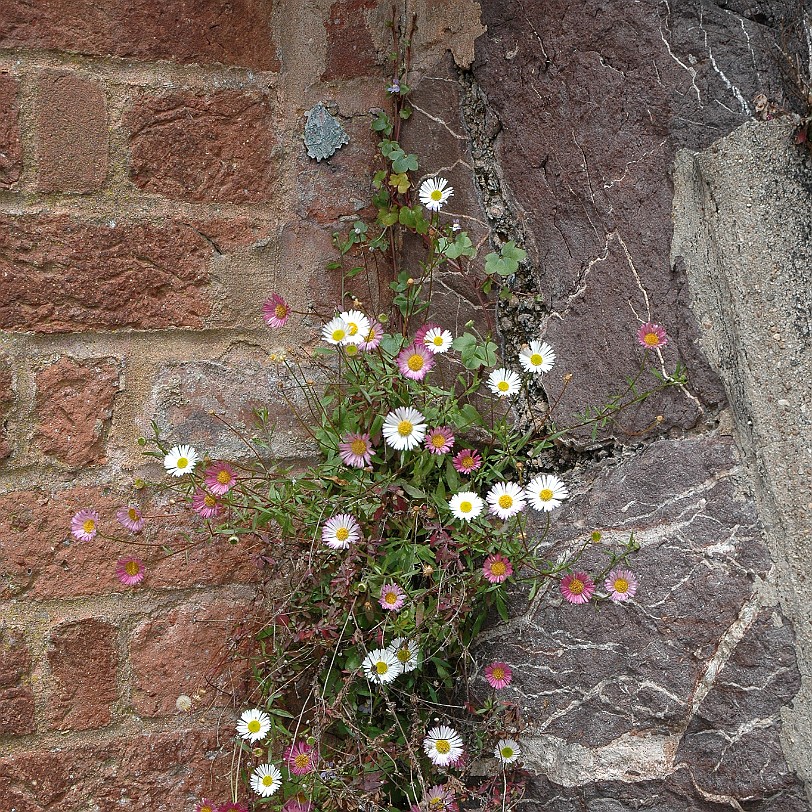 [D-0556] Exeter, Devon, Großbritannien