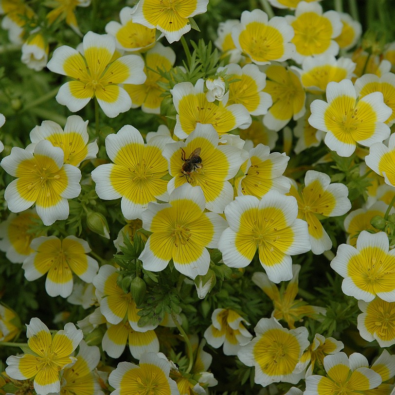 [D-0066] Grossbritannien, England, Kent, Sissinghurst Schloß, Garten, Sissinghurst Castle Garden