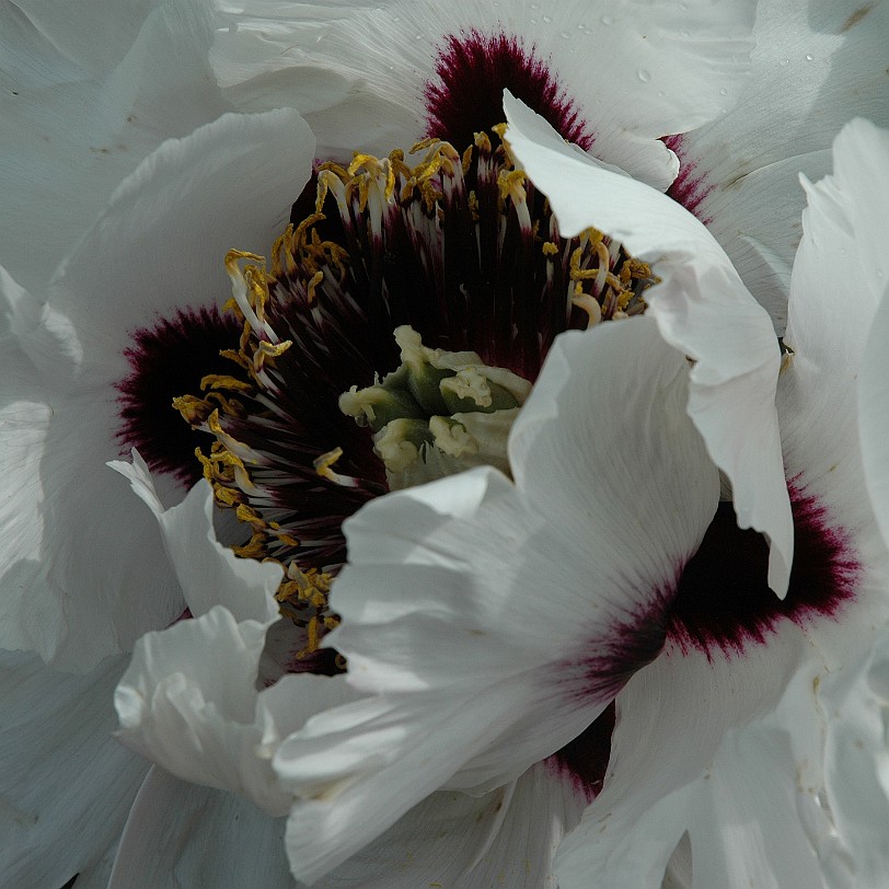 [D-0499] Tintinhull House Garden, Somerset, Großbritannien