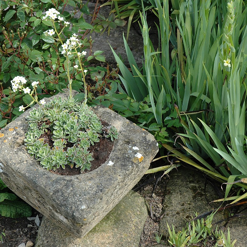 [D-0504] Tintinhull House Garden, Somerset, Großbritannien