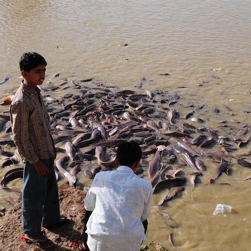 DSC_2255 Am Gadisar See in Jaisalmer. Tiere zu füttern gilt dem Hindu als gute Tat. Deswegen sind die Welse wohl hier so fett.