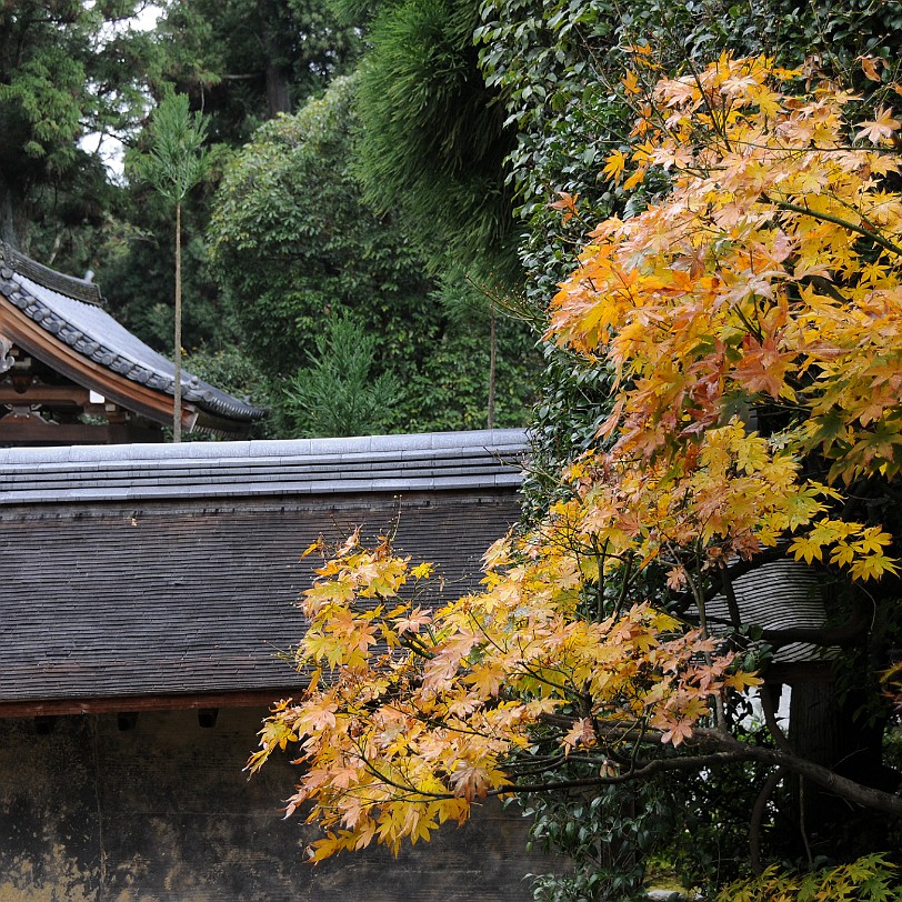 DSC_4116 Der Zen-Garten des Ryoanji-Tempels in Kyoto