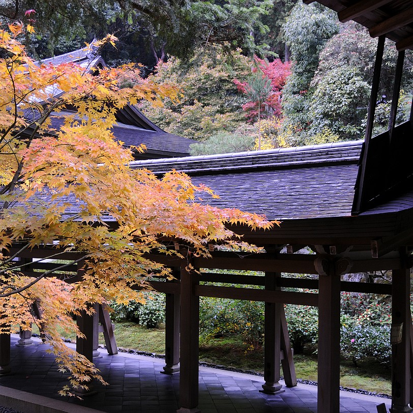 DSC_4120 Der Zen-Garten des Ryoanji-Tempels in Kyoto