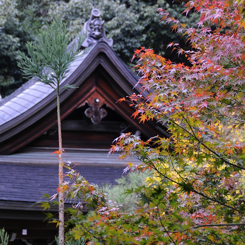 DSC_4123 Der Zen-Garten des Ryoanji-Tempels in Kyoto