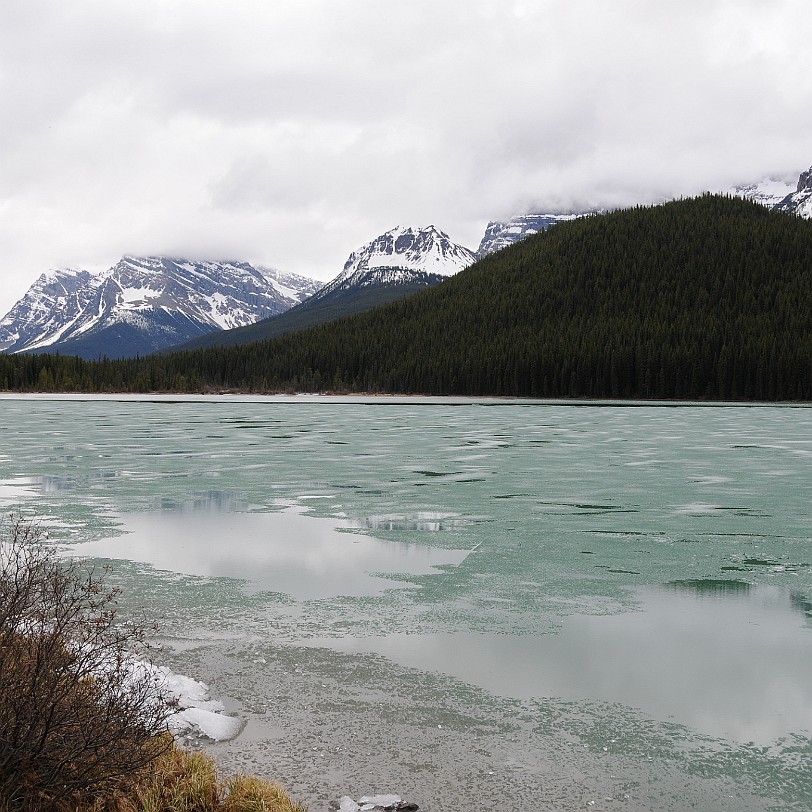 DSC_0423 Kanada; Alberta; Icefield Parkway; Nationalpark; Jasper; Banff