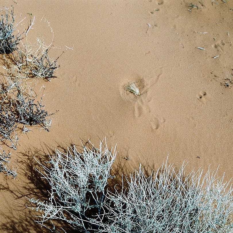 932 USA, Nevada, Valley of Fire